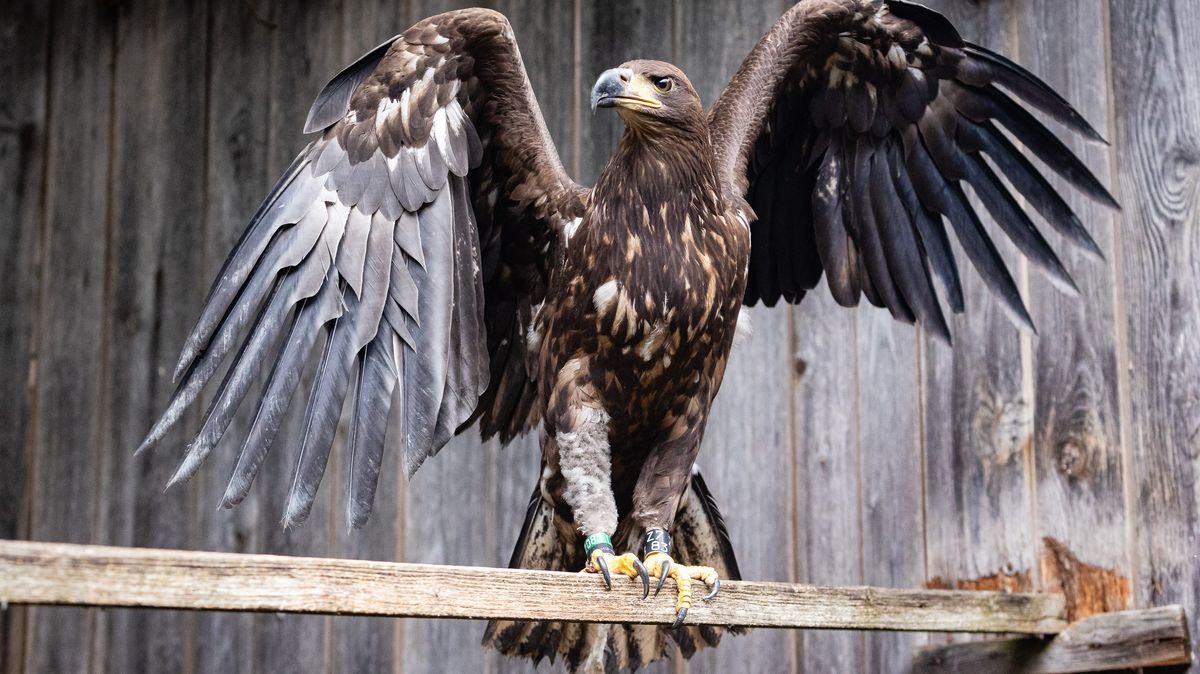 Svobodu zachráněného orla mořského z Horní Cerekve pohlídá vysílačka
